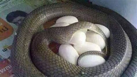 Arti mimpi telur ular menetas id MenuArti mimpi ular beraneka ragam tergantung pada budaya dan kebiasaan seseorang